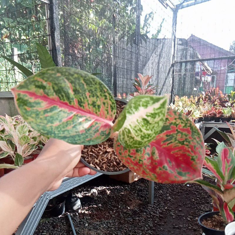 Aglonema Big Papa anakan