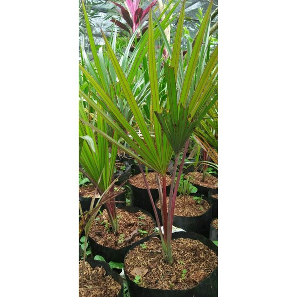 TANAMAN HIAS PALEM ANGGUR MERAH