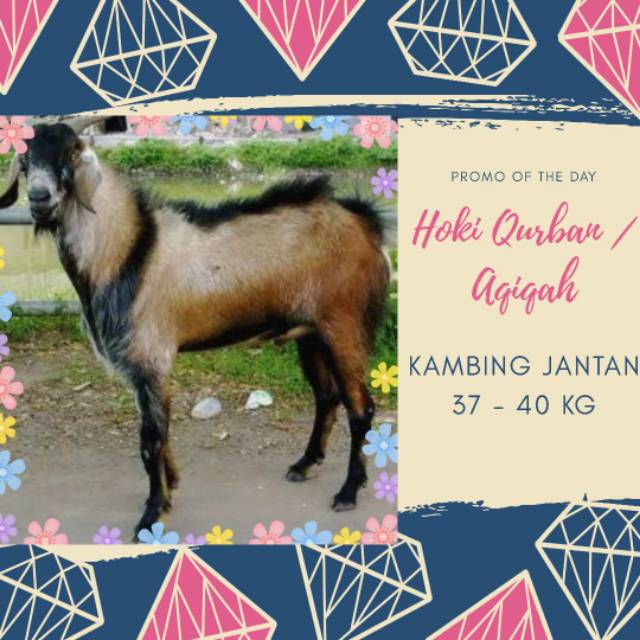 

Kambing Jantan Aqiqah - Berat ~ 37-40 Kg