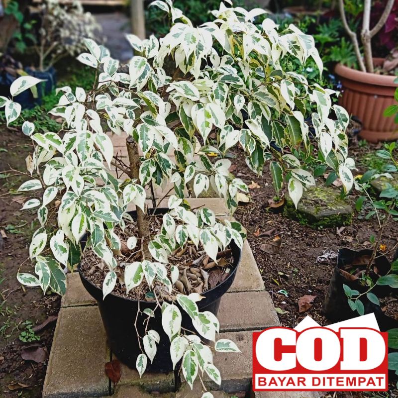 Tanaman hias beringin varigata / bibit bonsai beringin putih