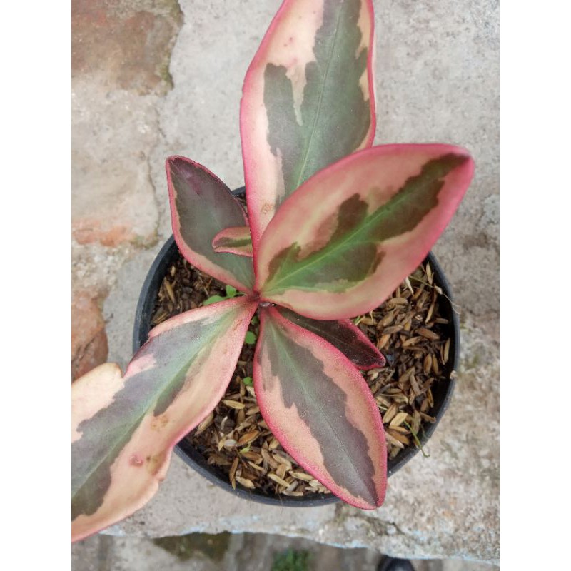 peperomia merah
