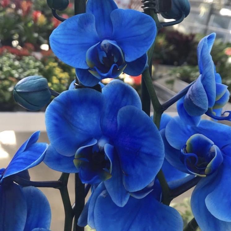 Harga Termurah 99M ANGGREK BULAN BLUE MOTH | ANGGREK BIRU | ANGGREK BULAN BIRU | SEEDLING ANGGREK BU