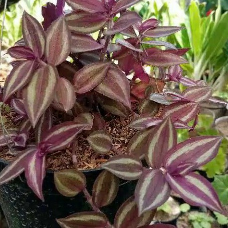 Tanaman hias gantung tradescantia zebrina ungu Shopee Tanaman hias gantung tradescantia zebrina ungu Shopee