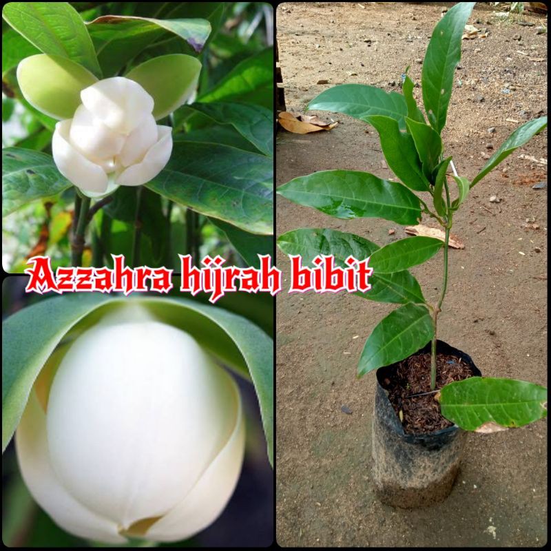 tanaman hias bunga cempaka telur putih