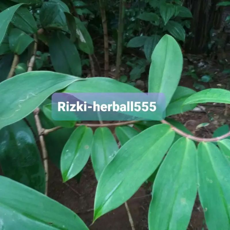 

daun pacing daun umbi pacing segar paket 500 gram