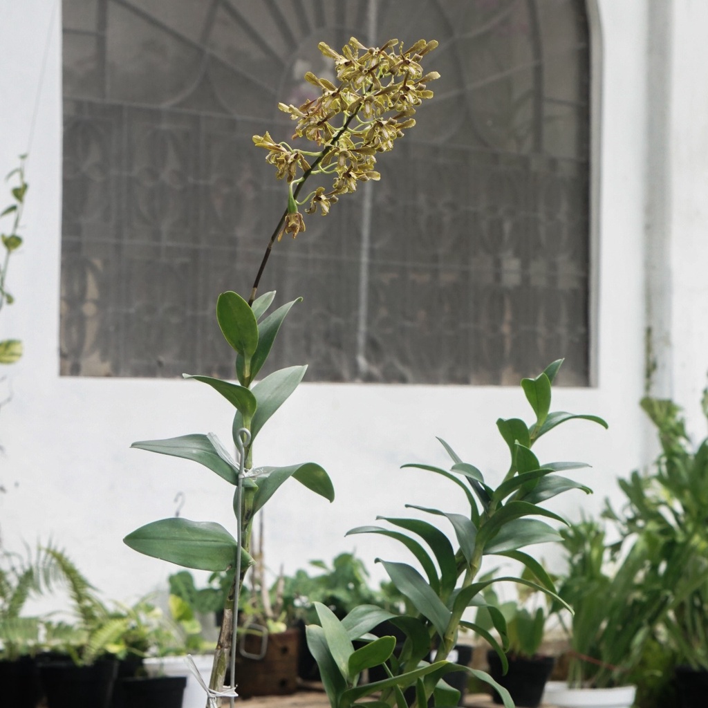 Dendrobium Keriting SP1 Sylvanum-Anggrek Dendrobium Keriting