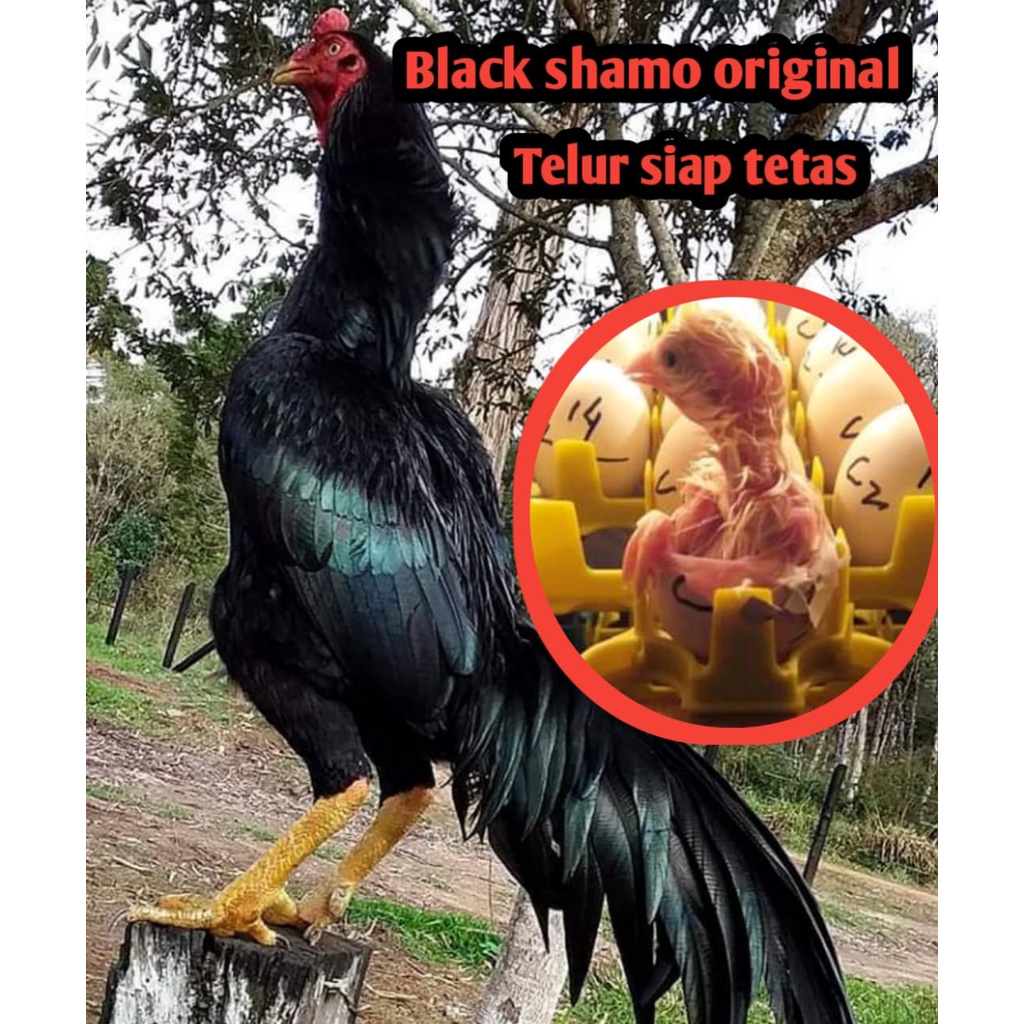 telur ayam bangkok black shamo original