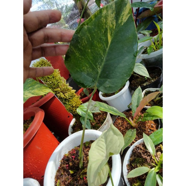 monstera marmorata