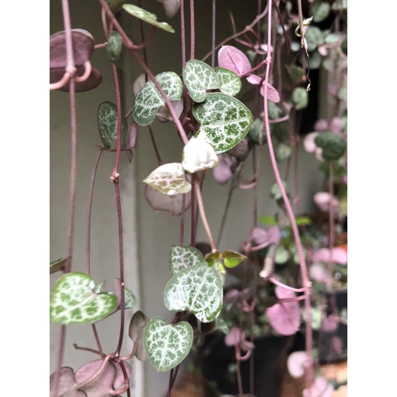 Ceropegia woodii - SOH String of Hearts tanaman hias gantung