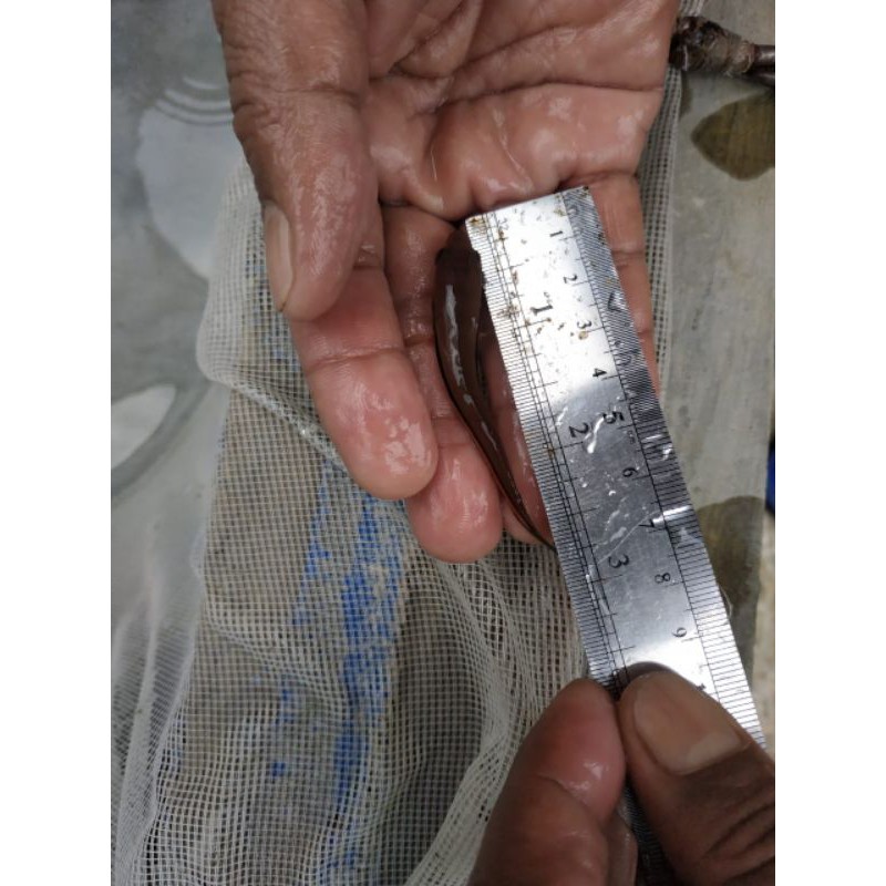 ikan/anakan gabus toman uk 6-7cm