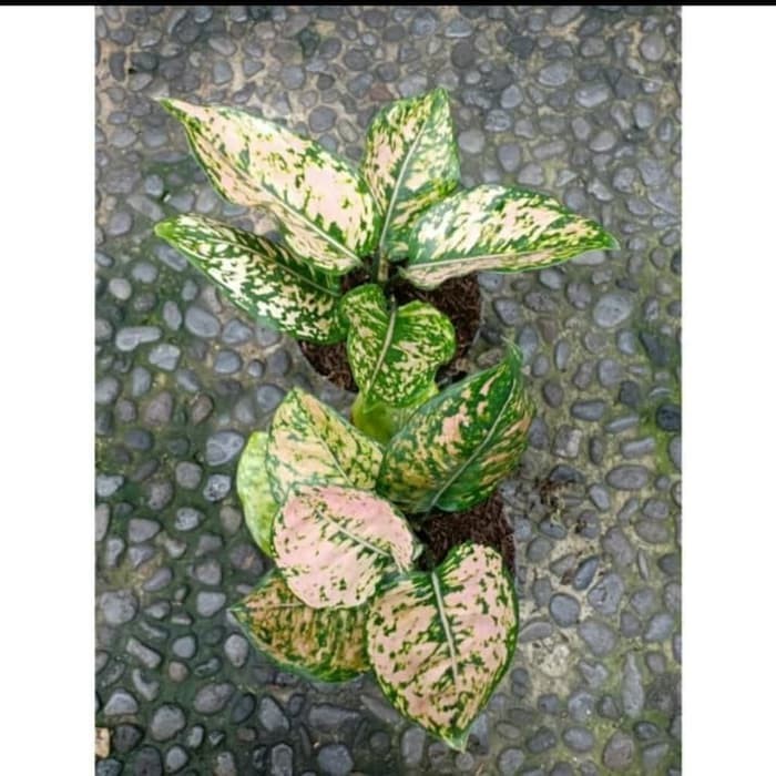 Aglonema ruby orange - bibit tanaman hias aglonema ruby orange