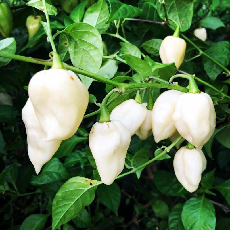 Benih-Bibit Cabe Super Pedas White Bhut Jolokia (Haira Seed)