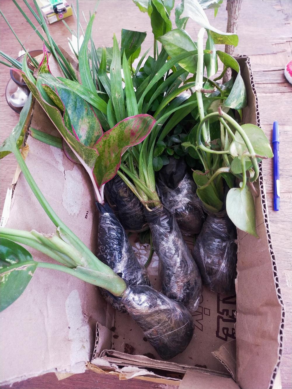 Tanaman Aglonema Lipstik |tanaman Hias Aglonema