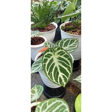 Kuping gajah Dorayaki