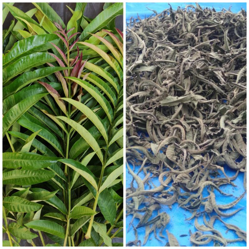 

Daun Sungkai Kering Herbal 500gr