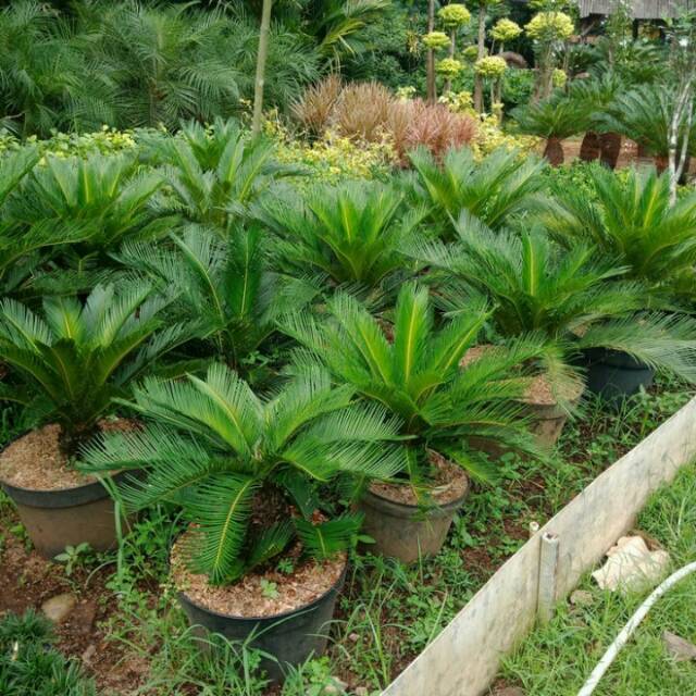 tanaman hias palem sikas bibit tanaman hias palem sikas/bibit tanaman pohon palem sikas Tanaman hias