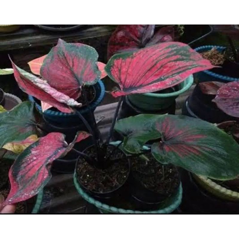 Caladium Ganesha wilis