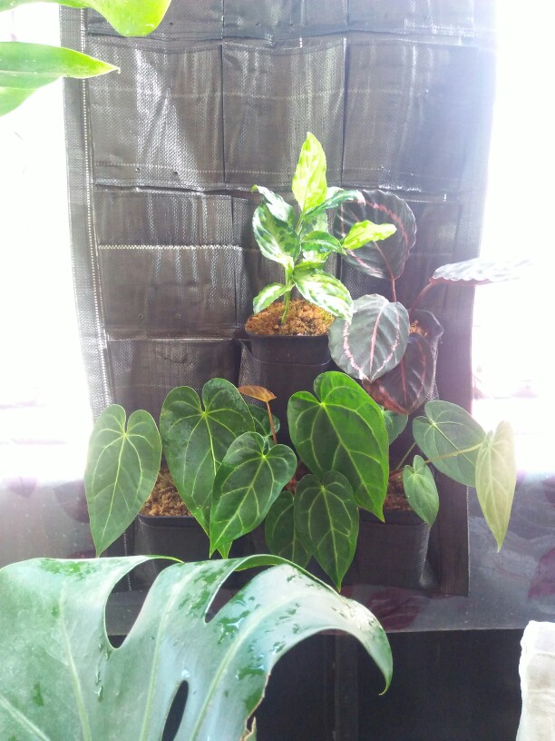 Wall Planter Bag 15 Kantong Vertical Garden