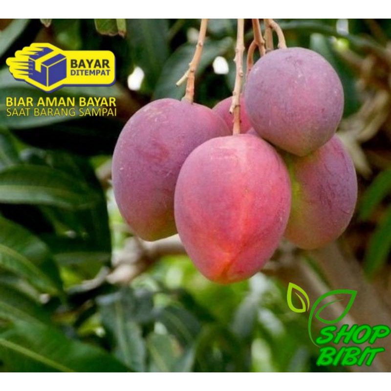 Paket 5 Bibit tanaman buah mangga irwin import