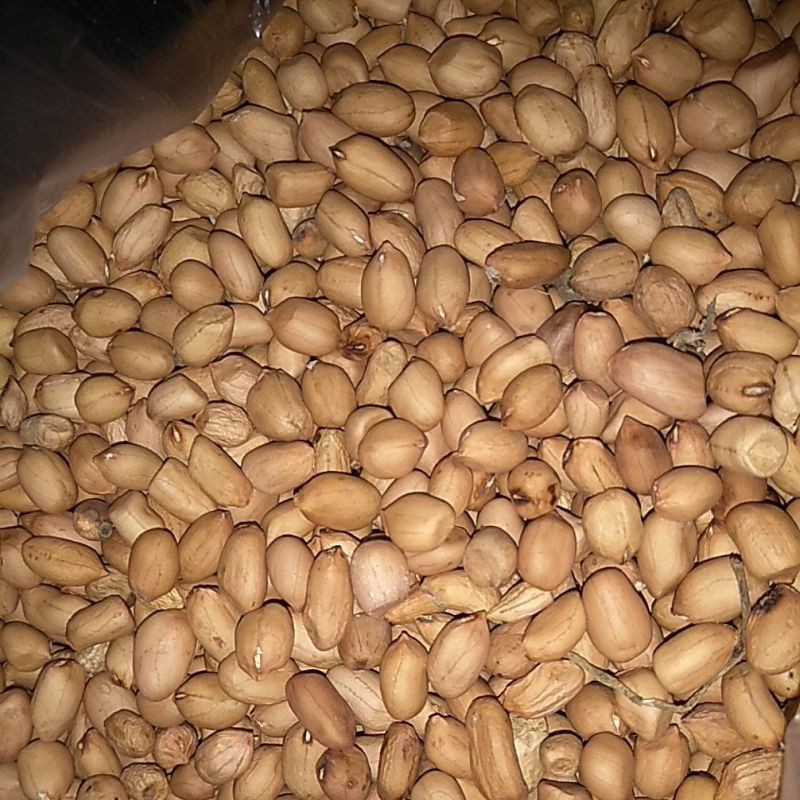 

KACANG TANAH metah SUPER 1kg