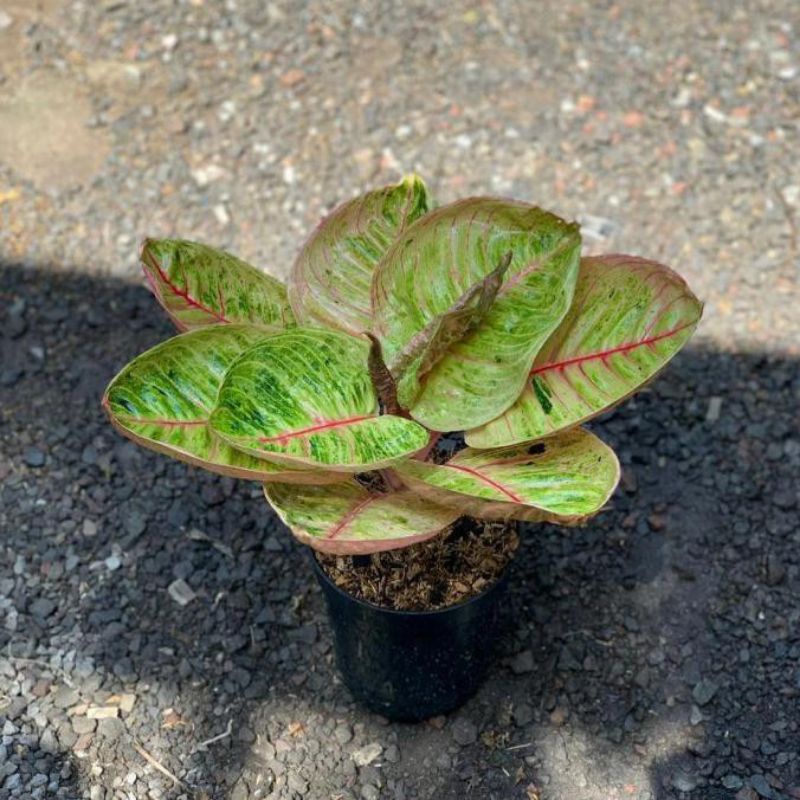 Aglonema Moonlight Baby/Anakan