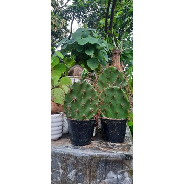 kaktus Opuntia Centong berduri extrem tanaman kaktus