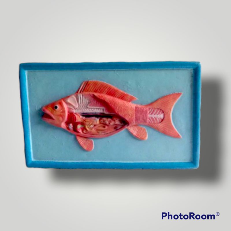 

Penampang model Ikan alat peraga pendidikan model penampang ikan