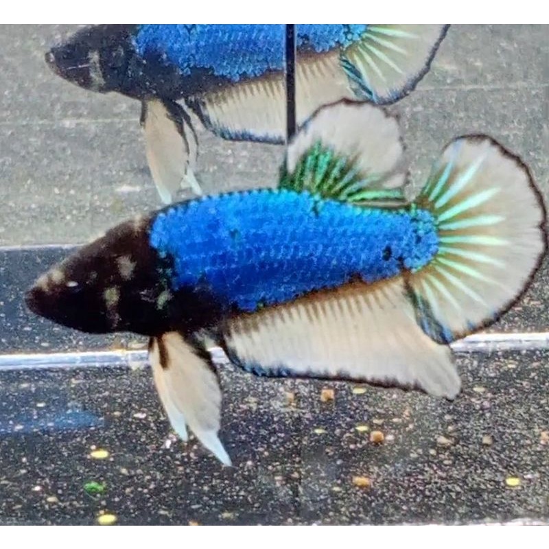 IKAN CUPANG MG LINE YELLOW FANCY