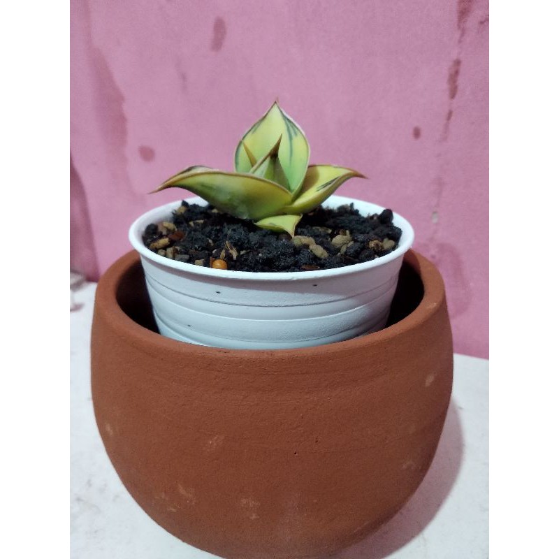 Sansevieria Pinguiculata Variegata Istimewa