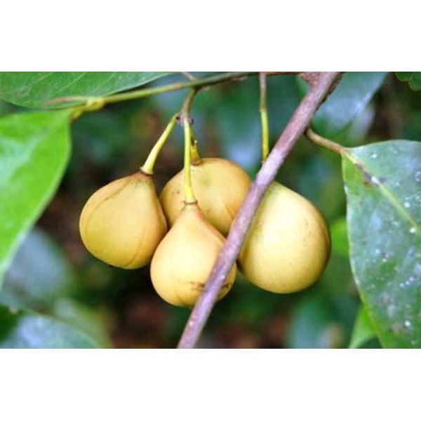 

Buah pala segar