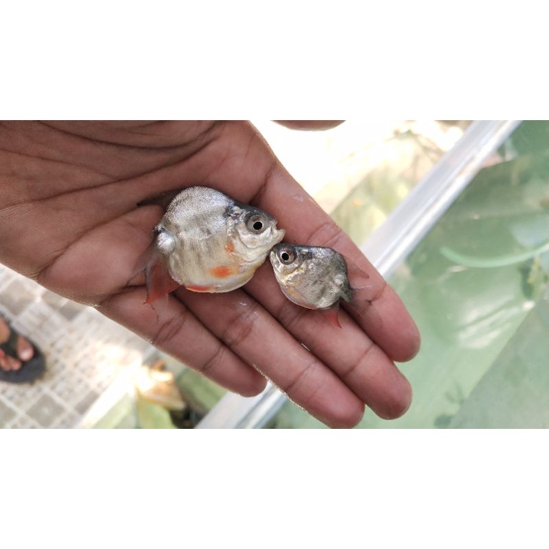 IKAN BAWAL SHORT BOBY UNIK LANGKA