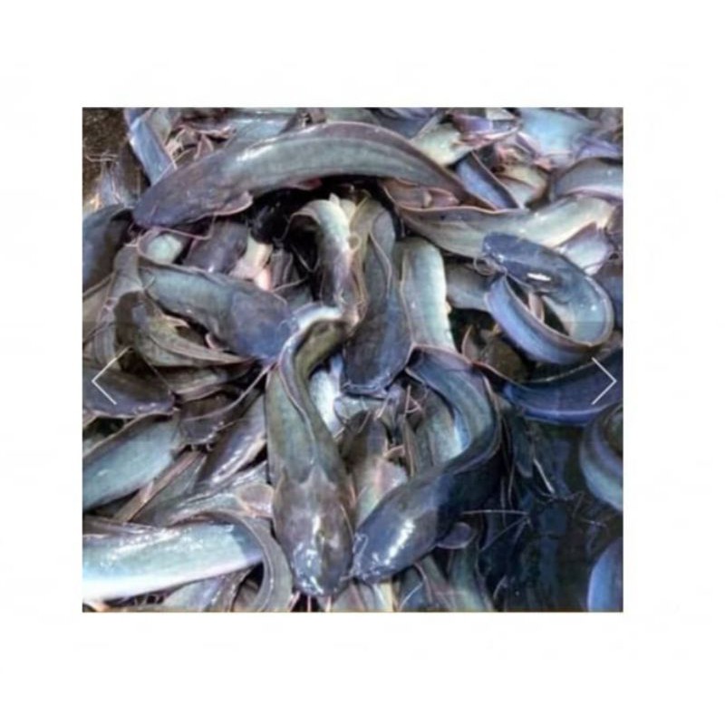 Ikan Lele Segar / Ikan Lele Jumbo Segar Hidup 500gram