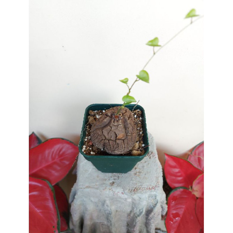 

dioscorea elephantipes