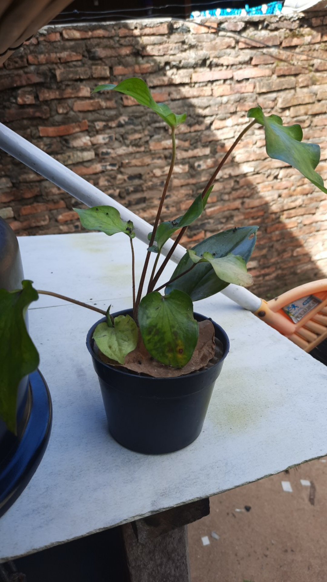 Keladi Wayang Pink/keladi Batik