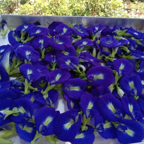 

BUNGA TELANG KERING 100 gram