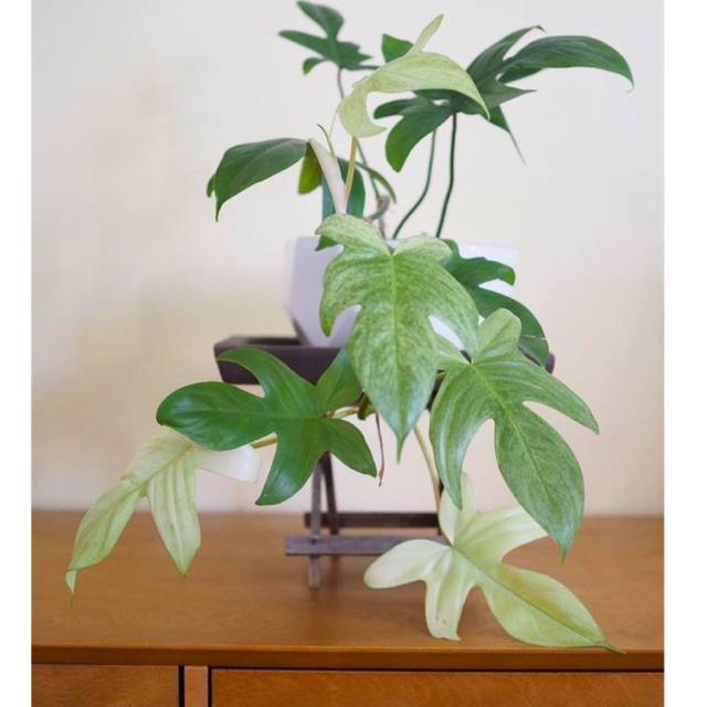 Tanaman hias philodendron merpati - florida ghost