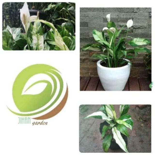 Bibit tanaman bunga lily varigata/peach lily variegata spatyphyllum