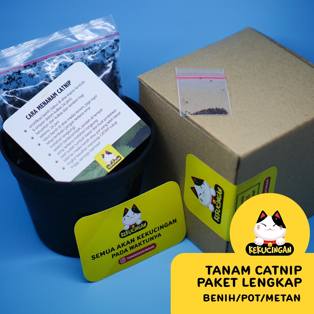 DIY CATNIP ORGANIK Paket Lengkap Tanam Bibit Catnip Kekucingan