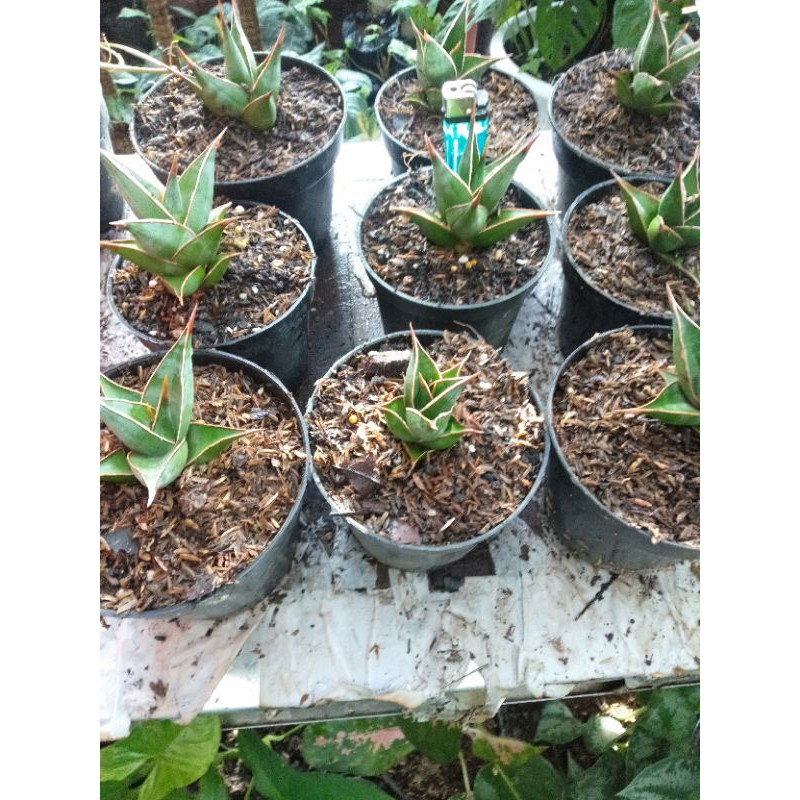 Pinguiculata sansevieria