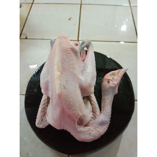 

ayam kampung betina super