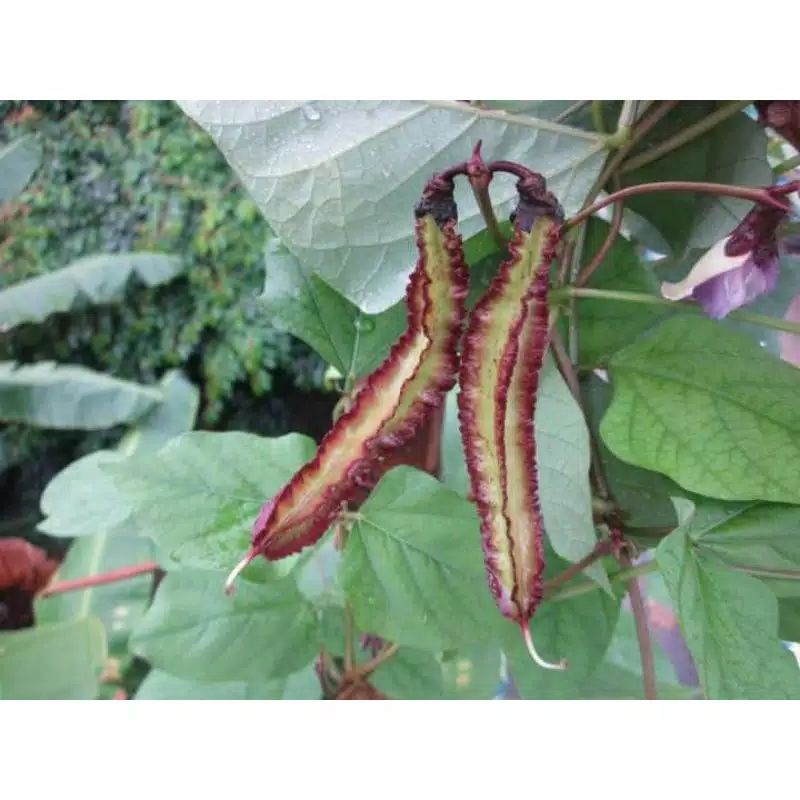 Bibit Benih Kecipir Sayuran Cipir