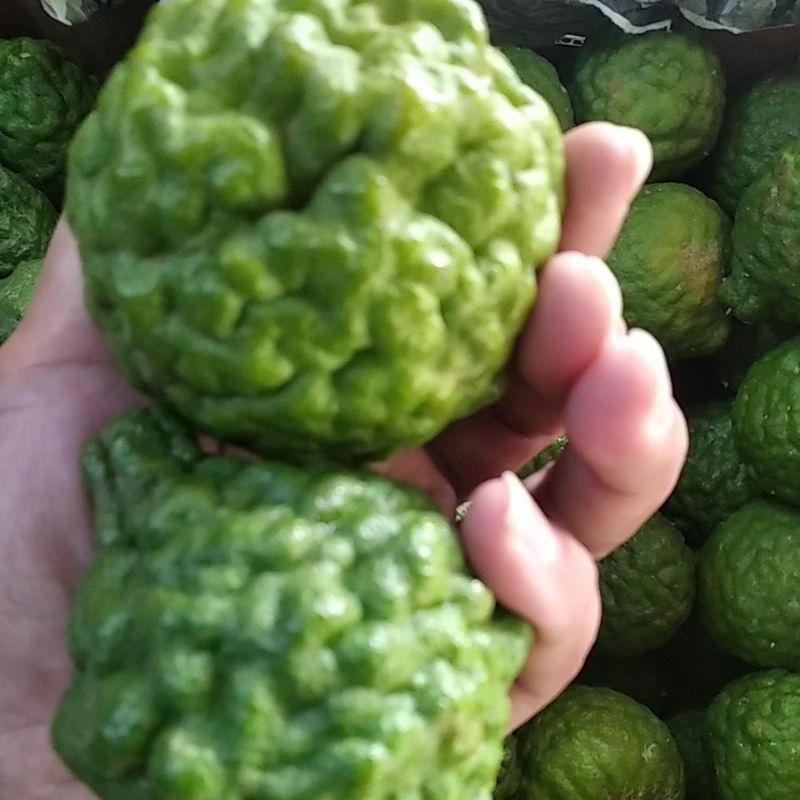 

jeruk purut super jumbo 1 buah