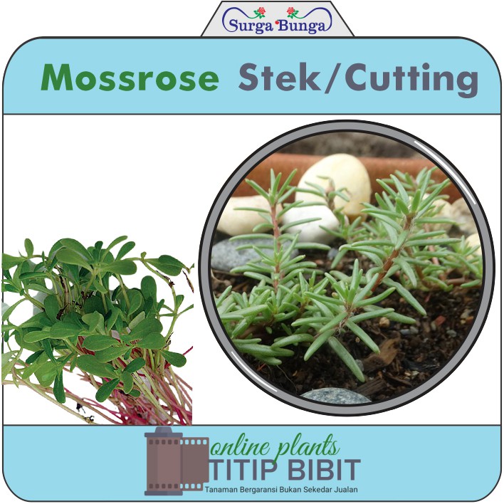 mossrose-krokot stek bibit tanaman bunga hias