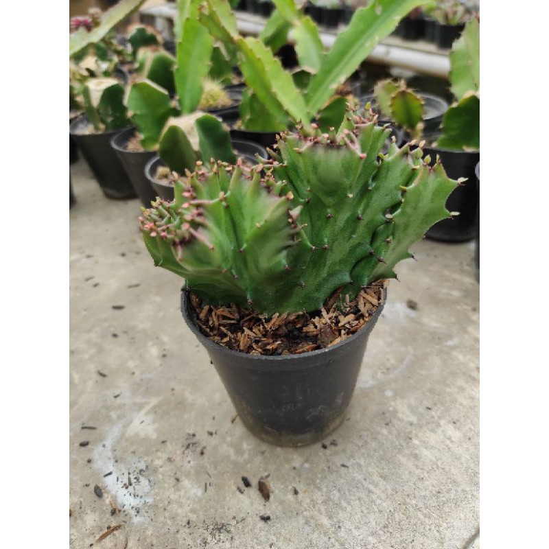 Sukulen Euphorbia  Lactea Cristata