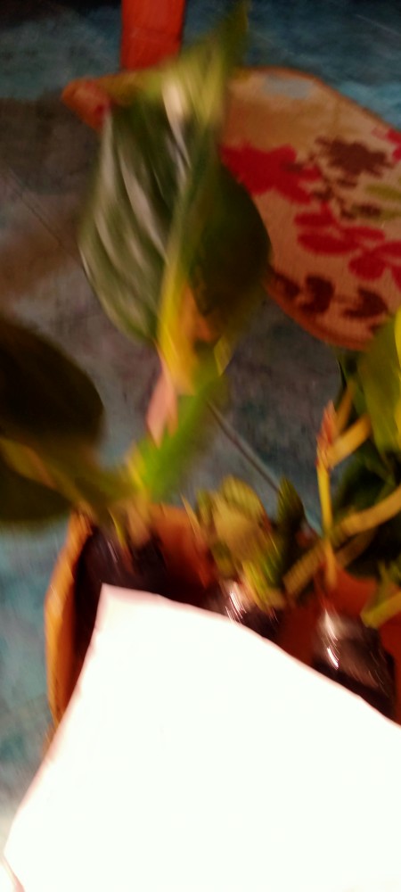 Promo Aglonema Kocin Ukuran Remaja - Tanaman Hias - Aglonema Kocin Dewasa.