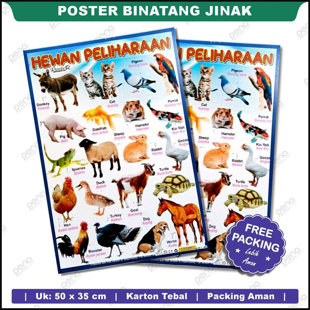 Poster Binatang Jinak