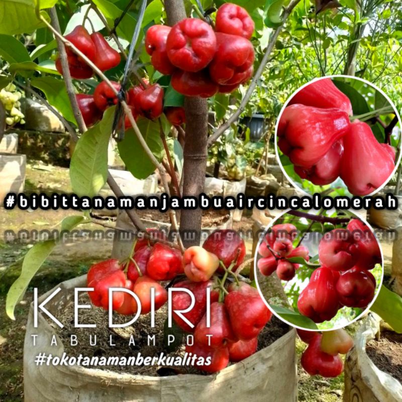 Bibit Tanaman Jambu Air Cincalo Merah Bibit Jambu Cincalo Merah Super