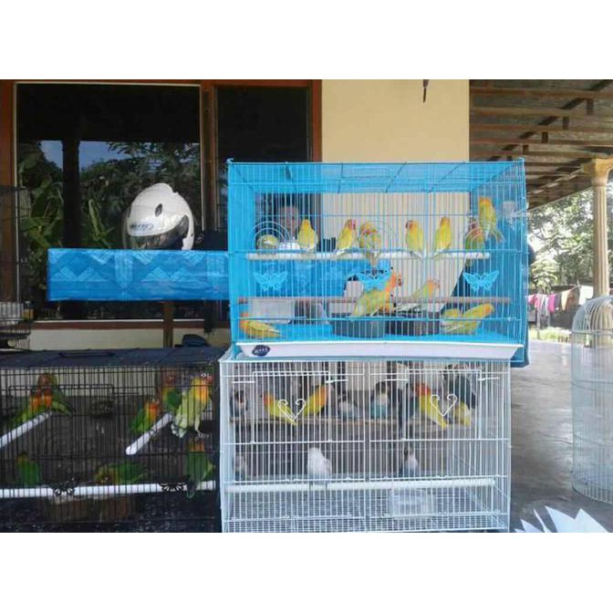 Banting Harga Lovebird Josan Trah Juara Shopee Indonesia