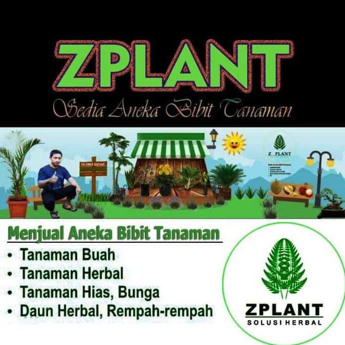 Bibit Pohon Buah Mamey Sapote Peruvian Chuva Sawo Raksasa Jumbo Unik Obr