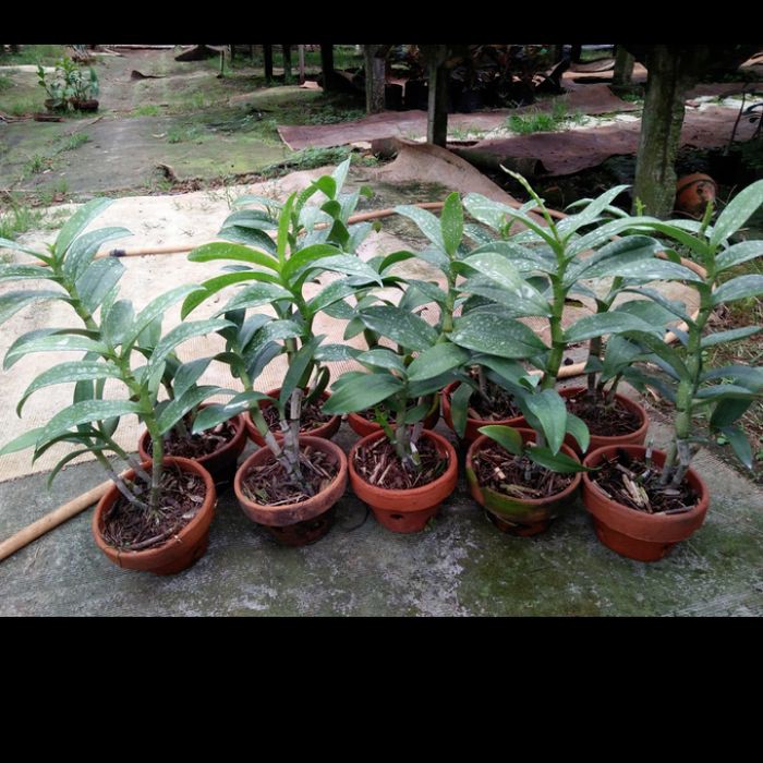 paket hemat 5 anggrek dendrobium remaja